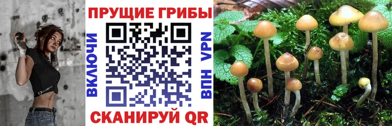 Псилоцибиновые грибы MAGIC MUSHROOMS  Купить  Бакал 